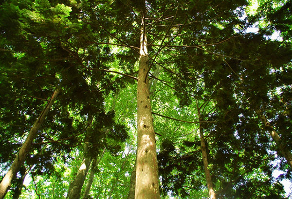 森林再生に向けた取り組み～「青い森づくり推進機構」再造林事業への参画～